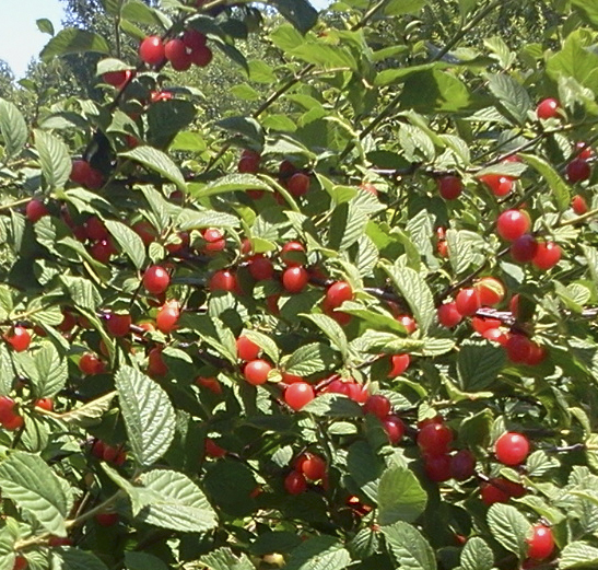 Свежие ягоды вишни войлочной