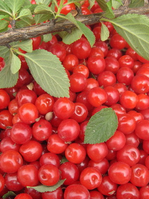 Свежие ягоды войлочной вишни