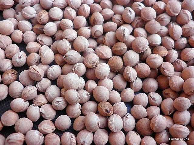 Семена-косточки войлочной вишни оптом, 100 гр