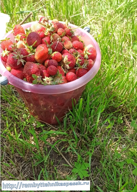 Свежие ягоды вкусной ароматной домашней клубники, купить оптом в Спасске-Дальнем