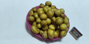 Мелкий картофель Беби от 20 до 40 мм
