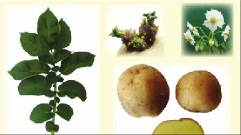 ��������� ����� ���� �������� ������ � ���������� ����